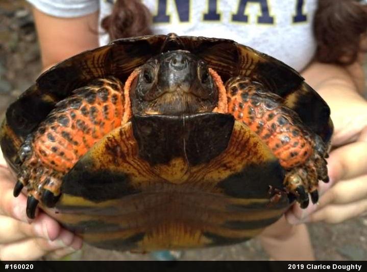 Wood Turtle