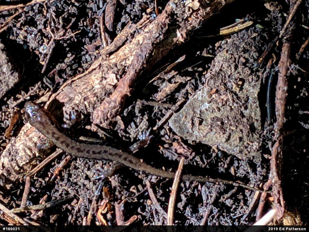 Allegheny Mountain Dusky Salamander