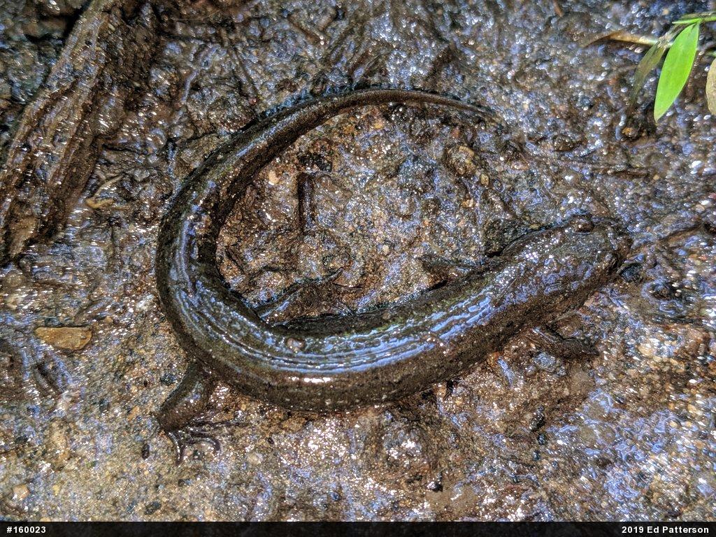 Northern Dusky Salamander