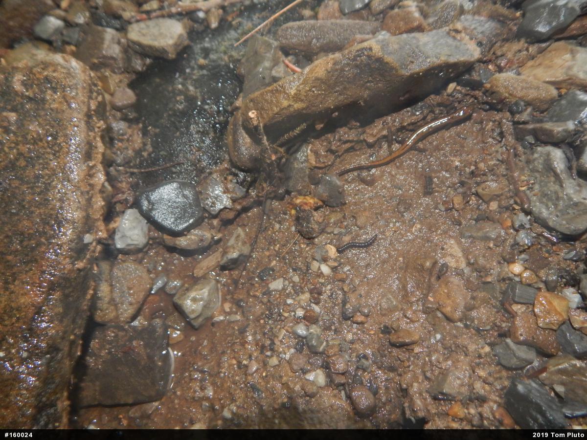 Northern Two-lined Salamander