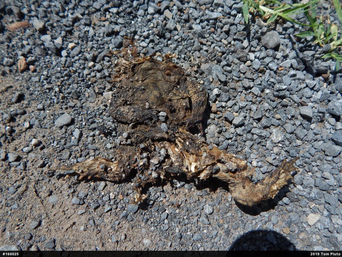 Eastern American Toad