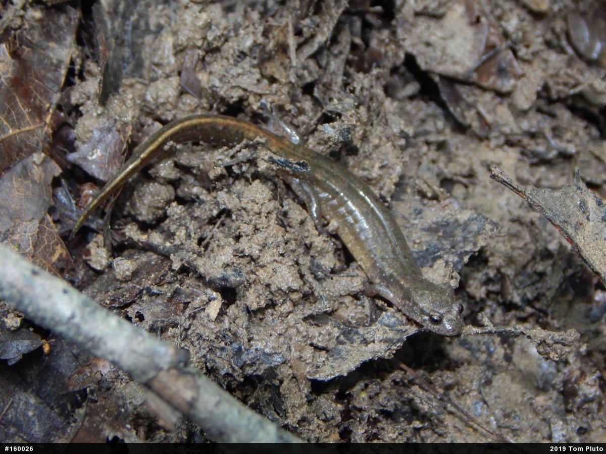 Northern Dusky Salamander