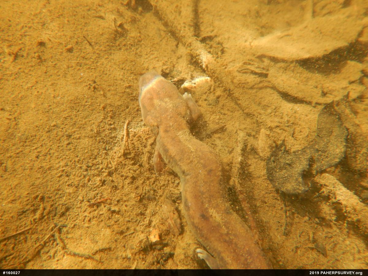 Common Mudpuppy