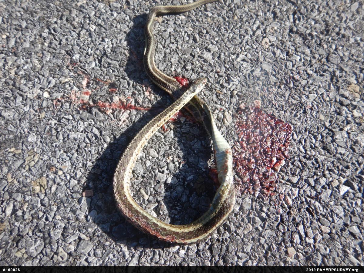 Eastern Gartersnake