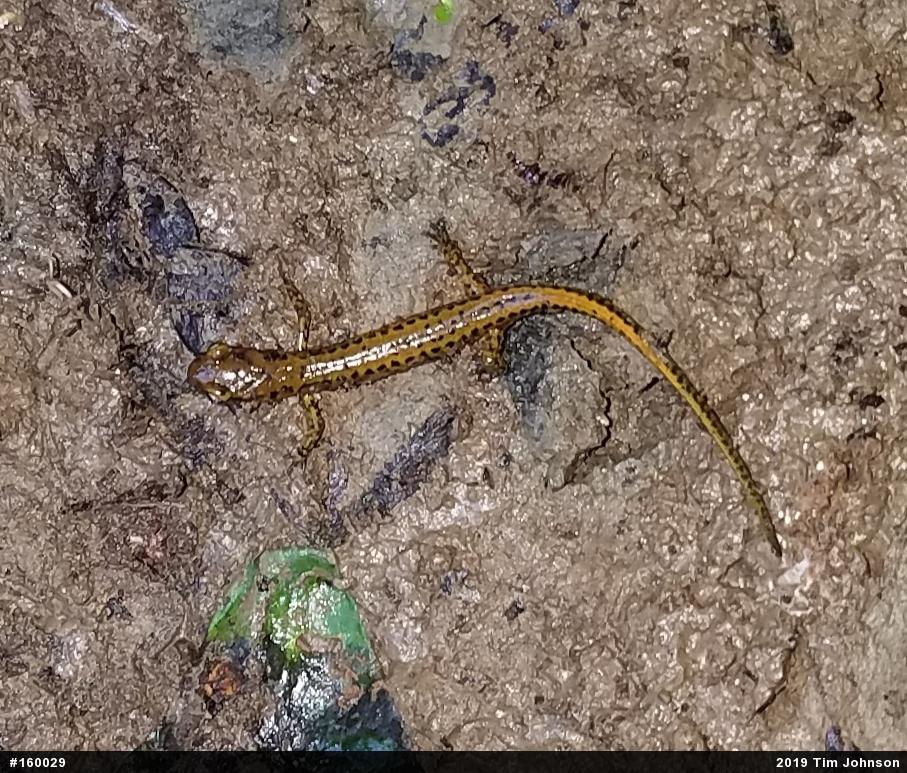 Eastern Long-tailed Salamander