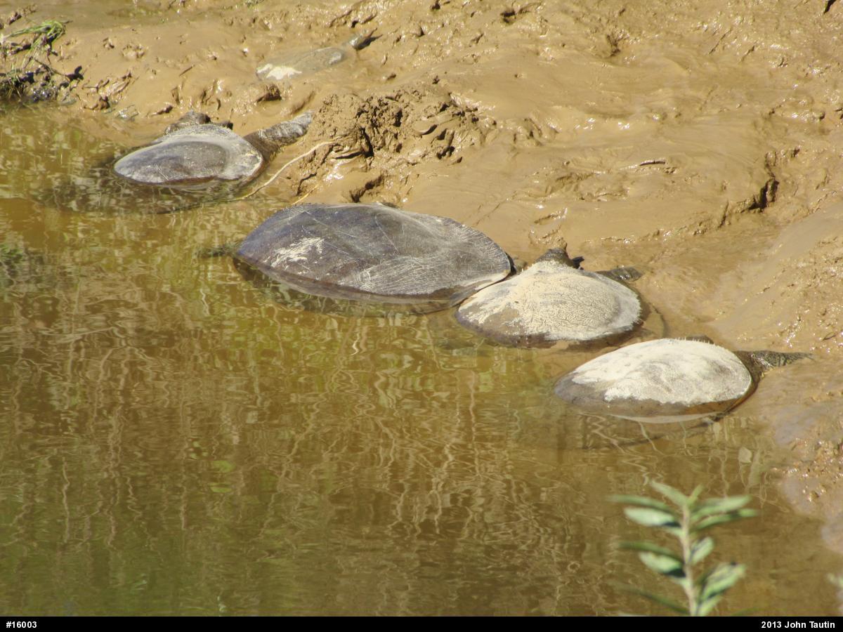 Eastern Spiny Softshell