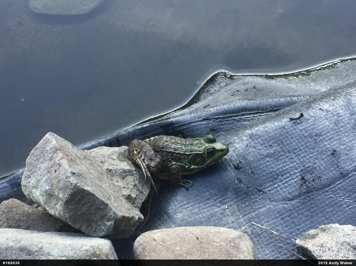 Green Frog