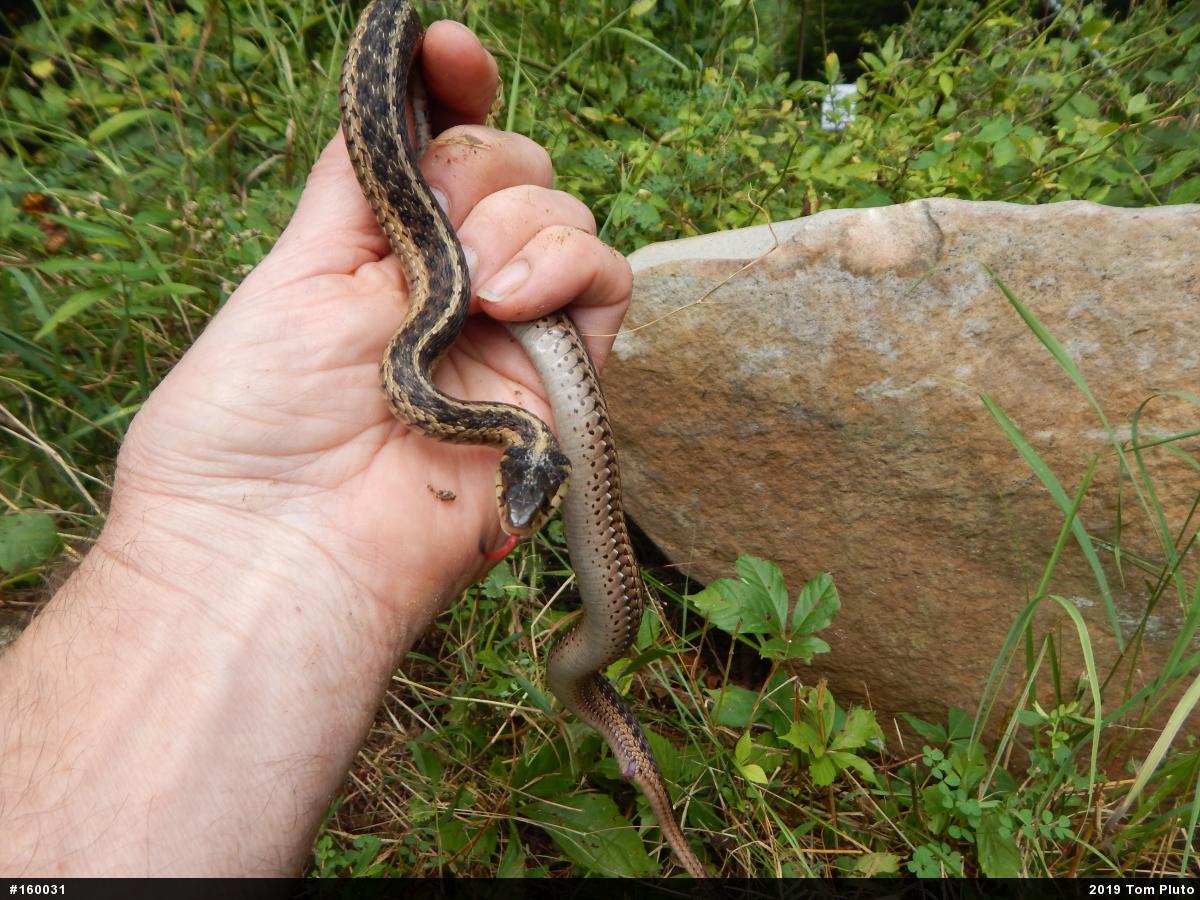 Eastern Gartersnake
