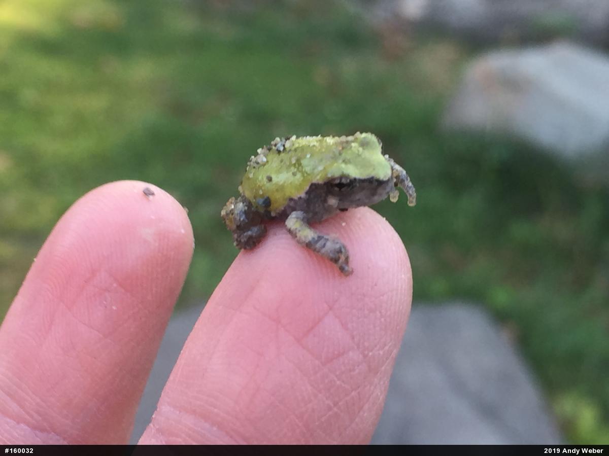 Unknown Gray Treefrog
