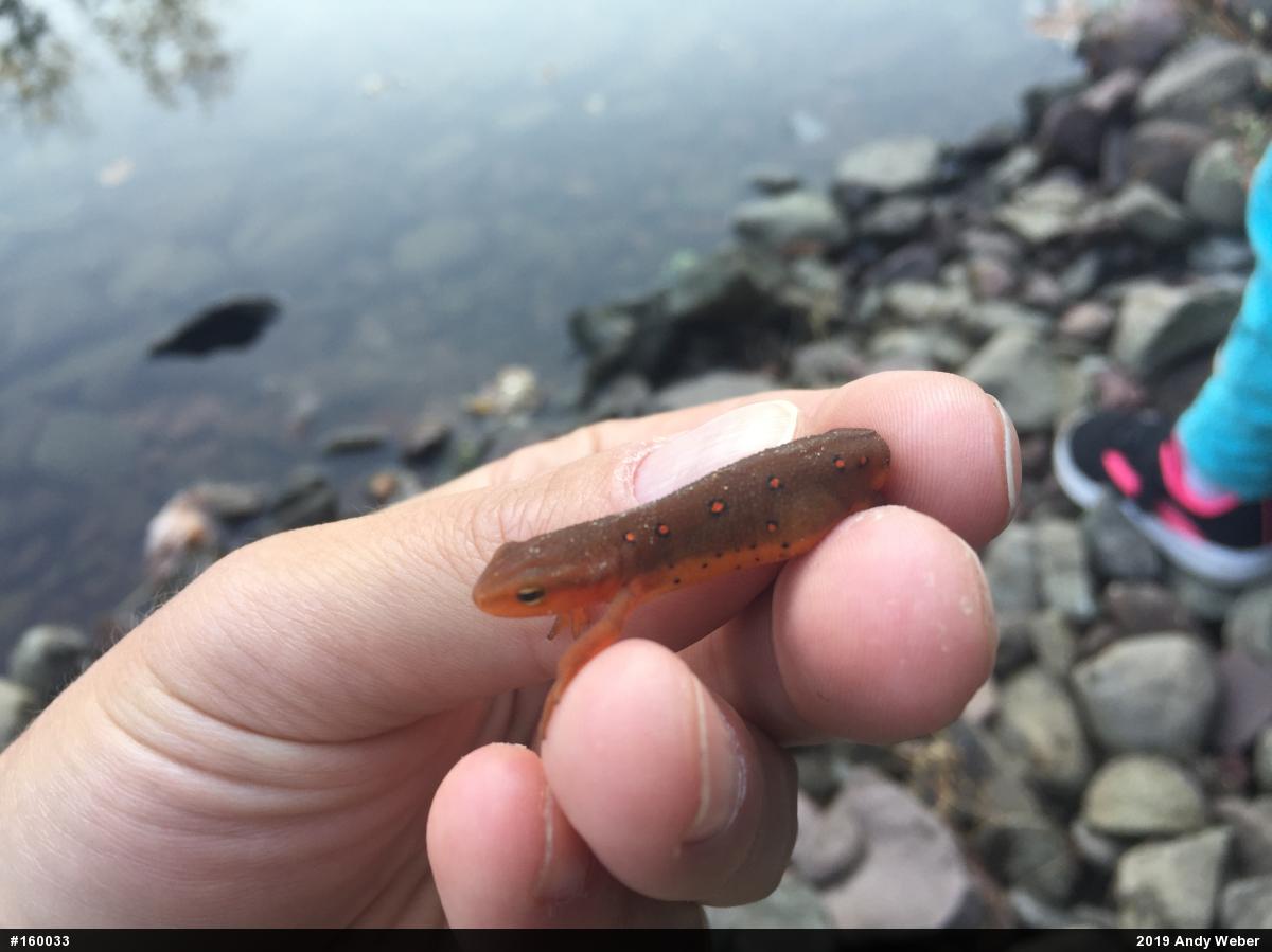 Red-spotted Newt