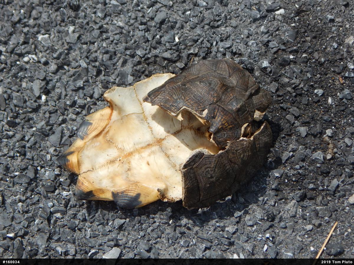 Wood Turtle