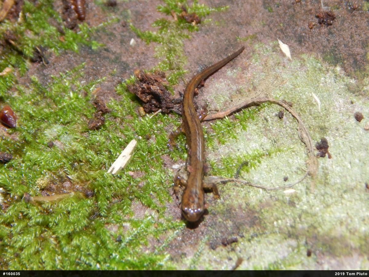 Northern Two-lined Salamander