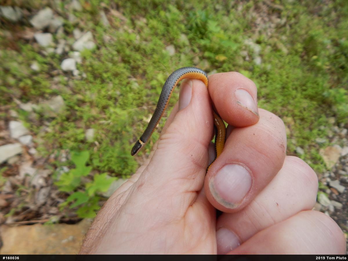 Northern Ring-necked Snake