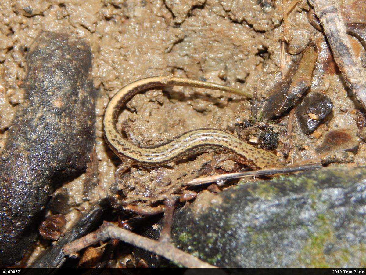 Northern Two-lined Salamander
