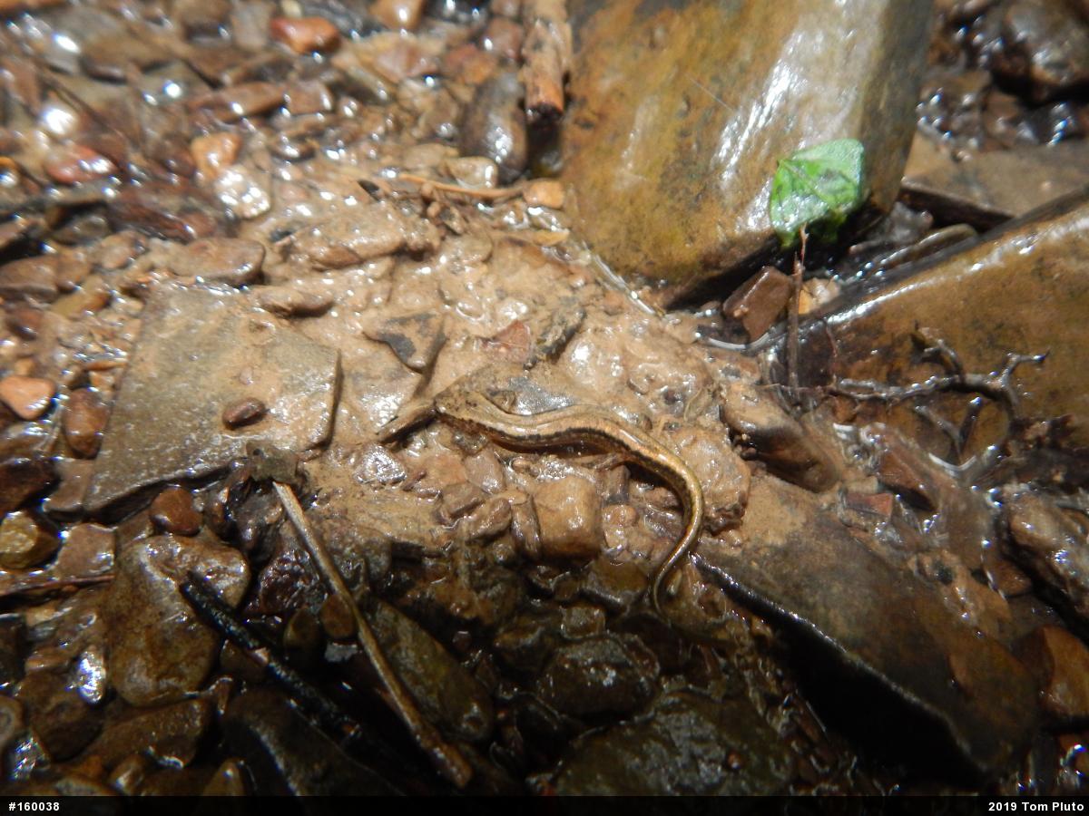 Northern Two-lined Salamander