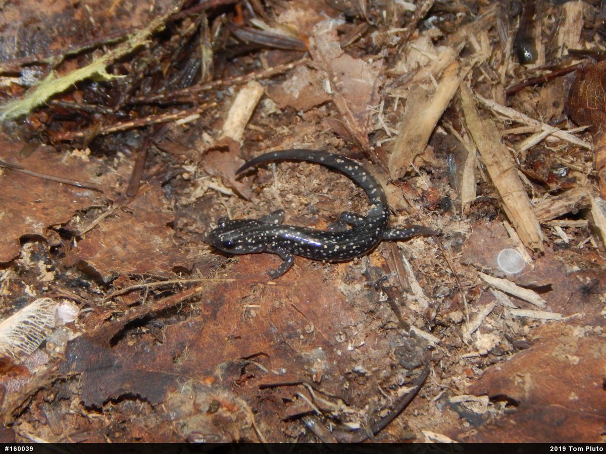 Northern Slimy Salamander