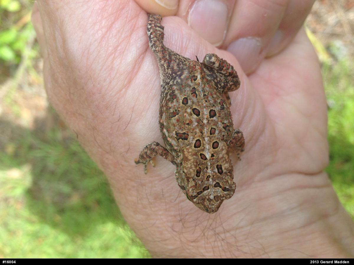 Eastern American Toad