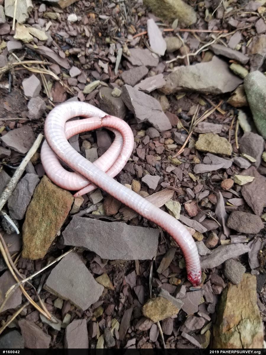 Eastern Wormsnake