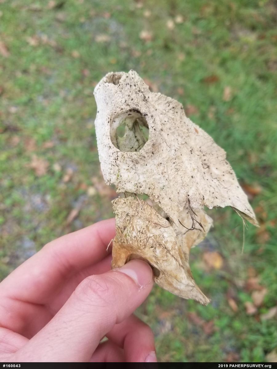 Snapping Turtle