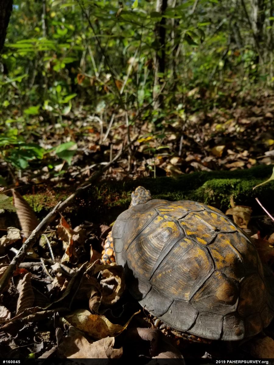 Eastern Box Turtle