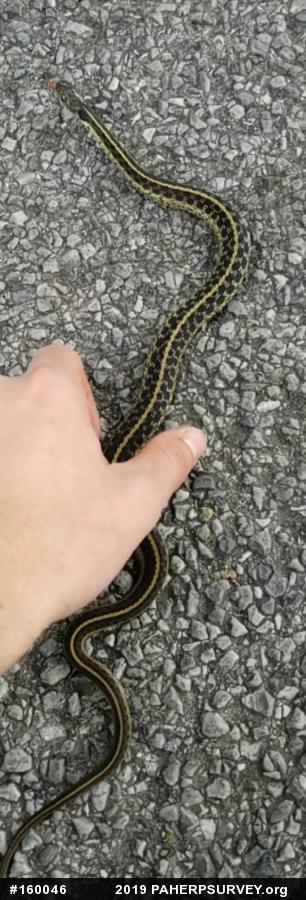Eastern Gartersnake