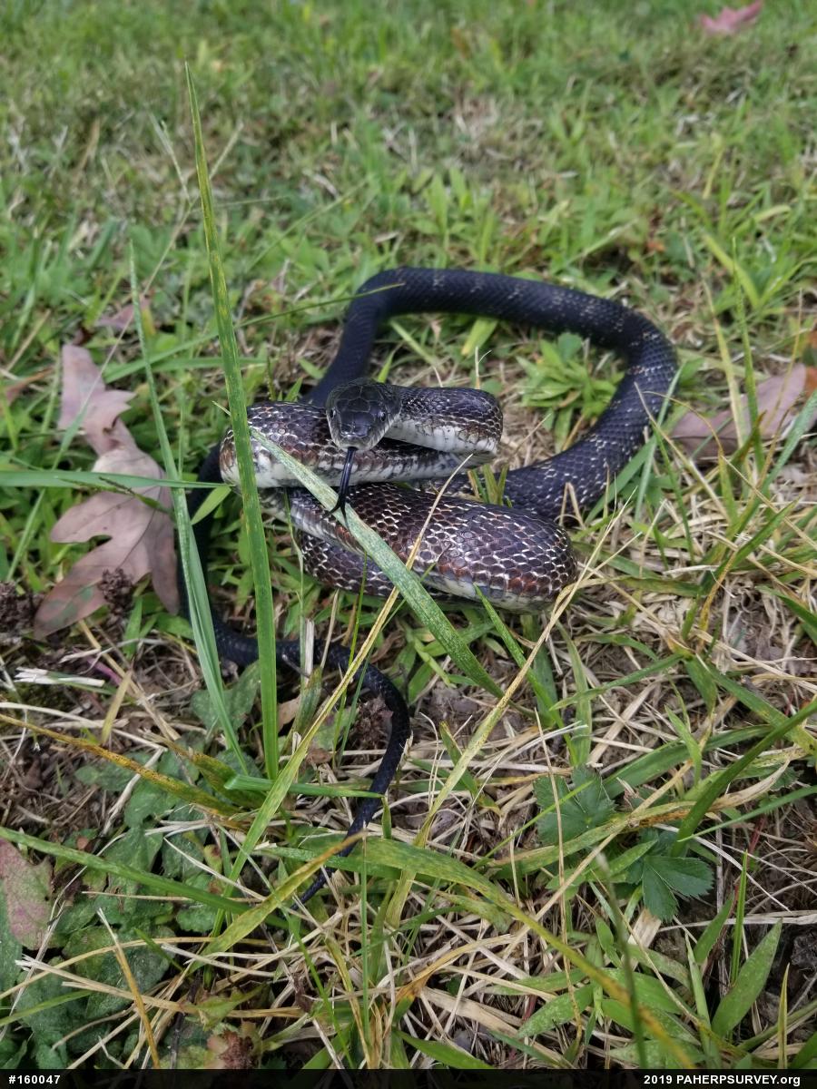 Eastern Ratsnake