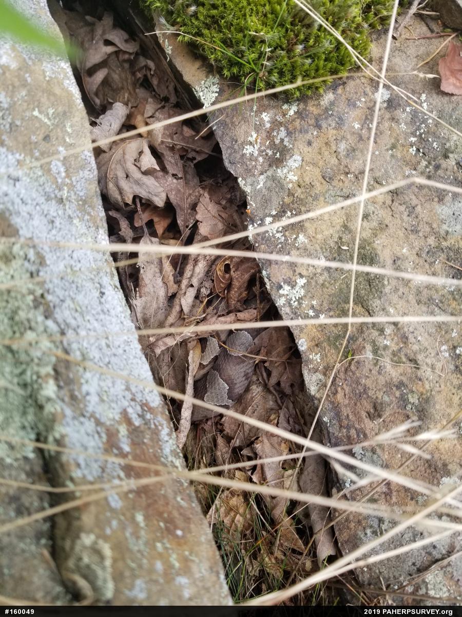 Northern Copperhead