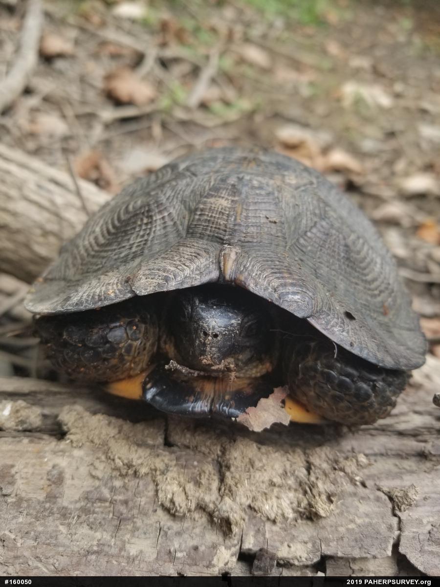 Wood Turtle