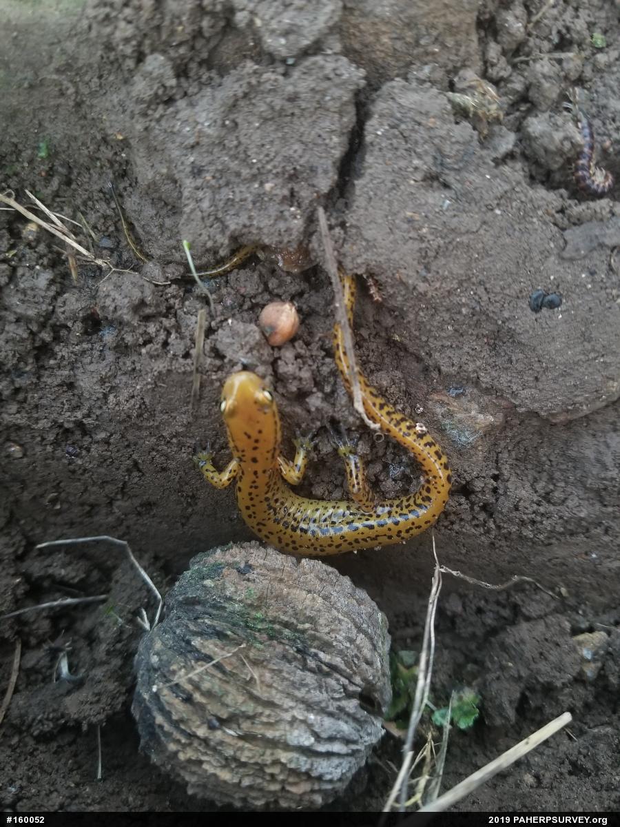 Eastern Long-tailed Salamander