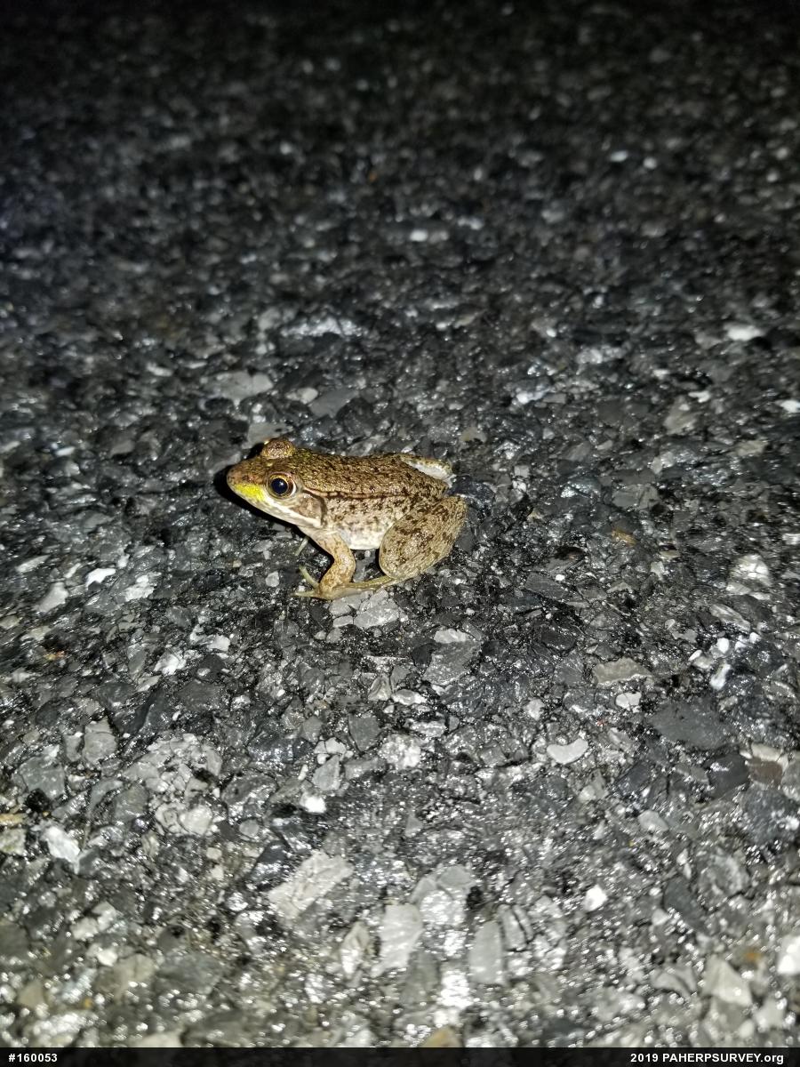 Green Frog