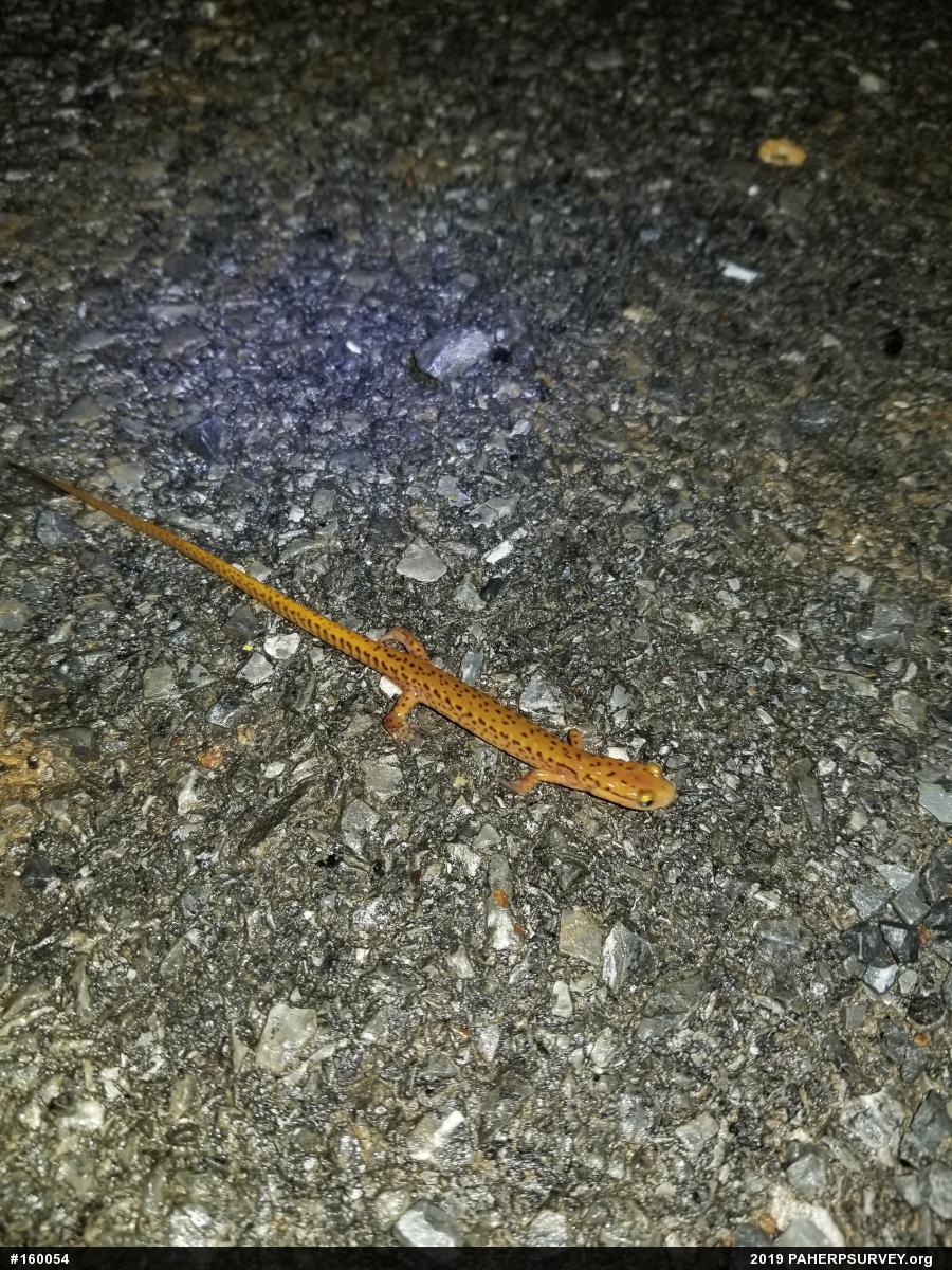 Eastern Long-tailed Salamander