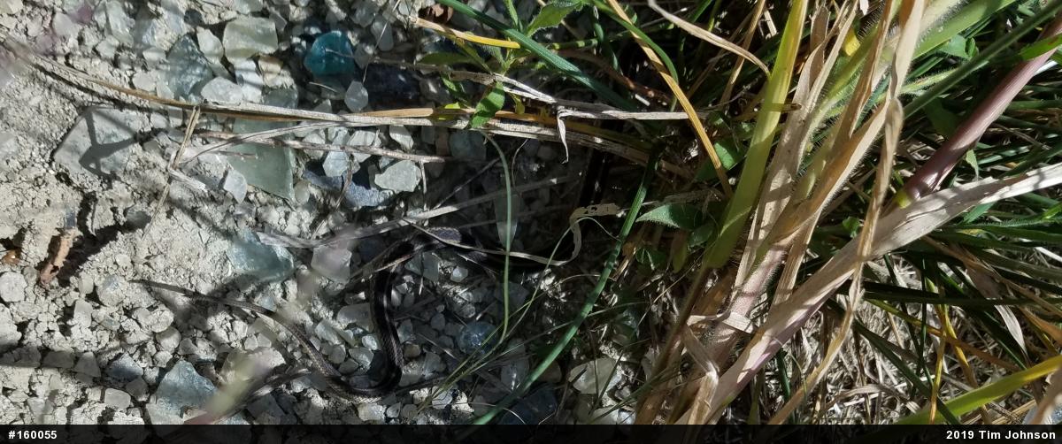 Eastern Gartersnake