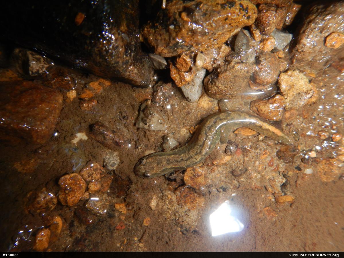 Northern Dusky Salamander