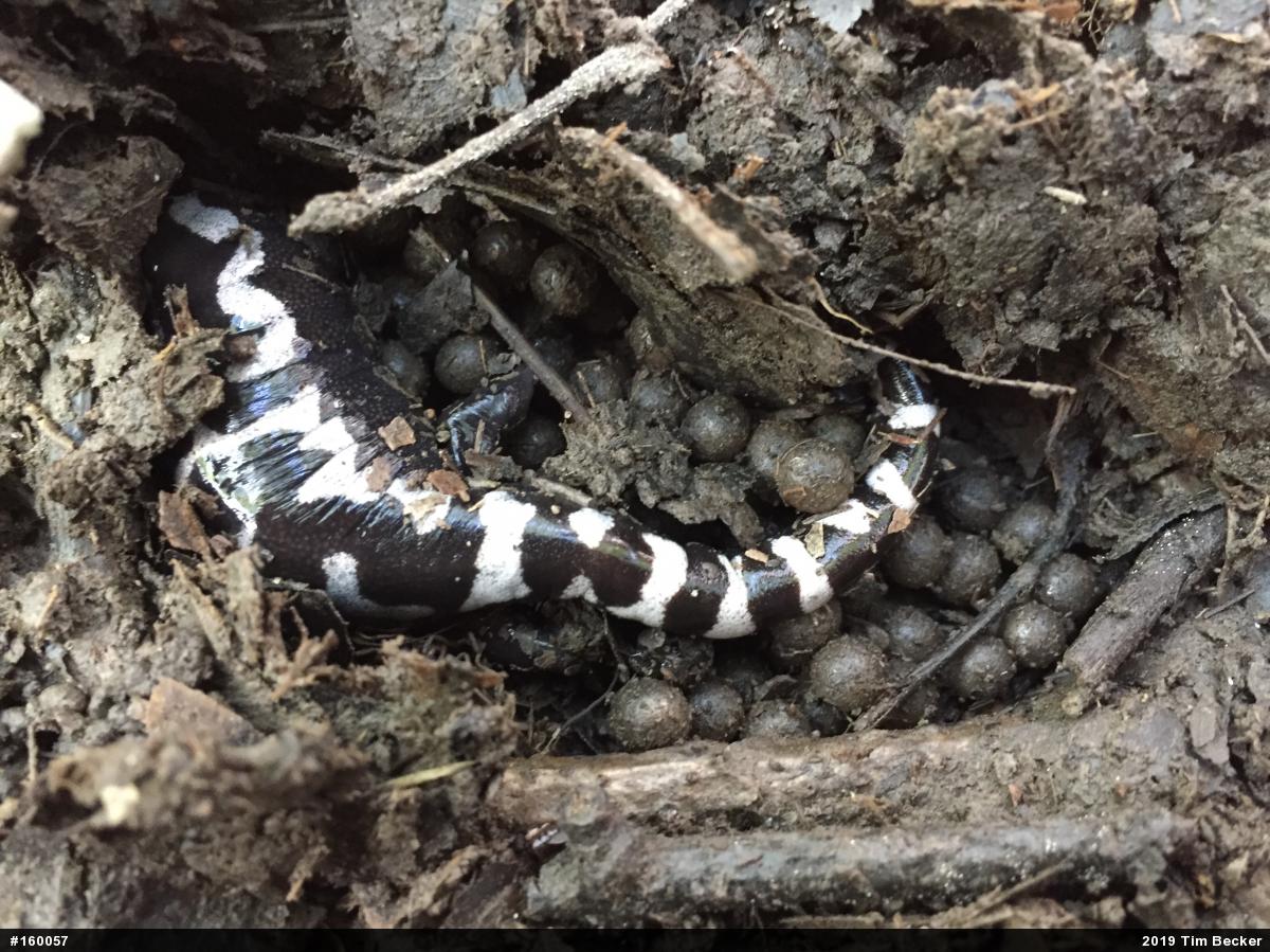 Marbled Salamander