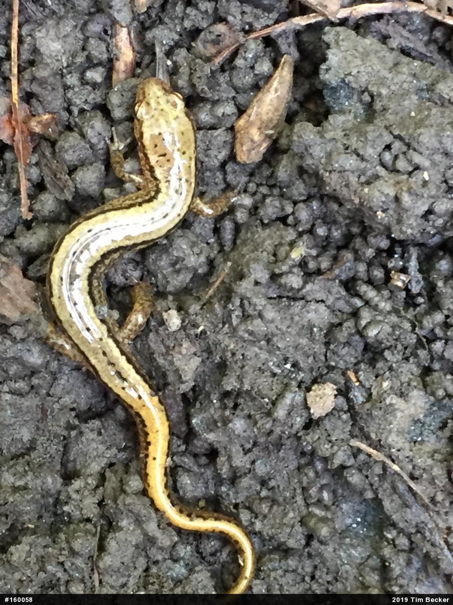 Northern Two-lined Salamander