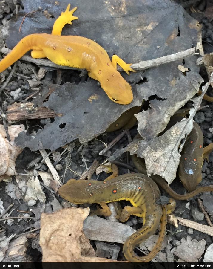 Red-spotted Newt