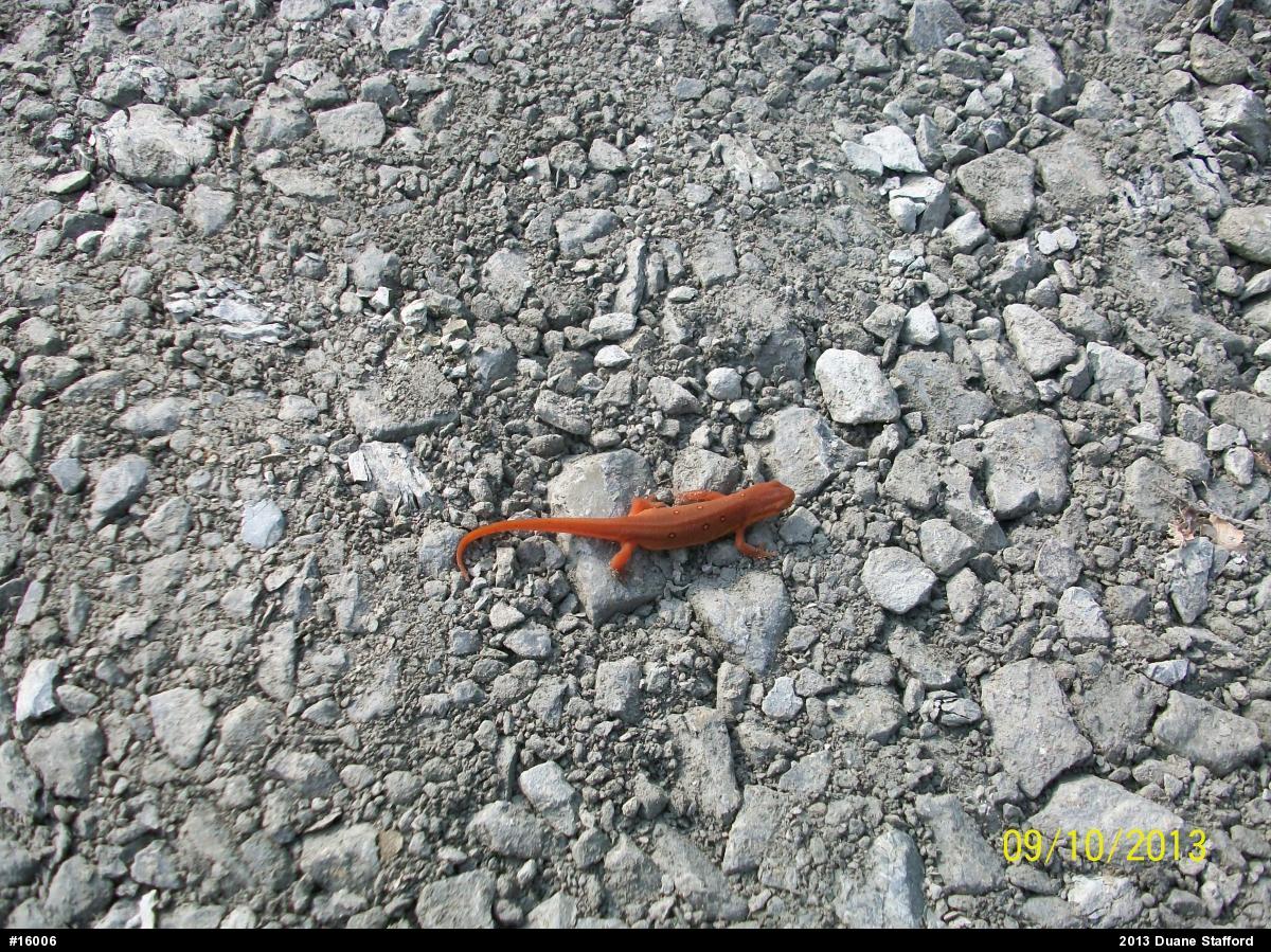 Red-spotted Newt