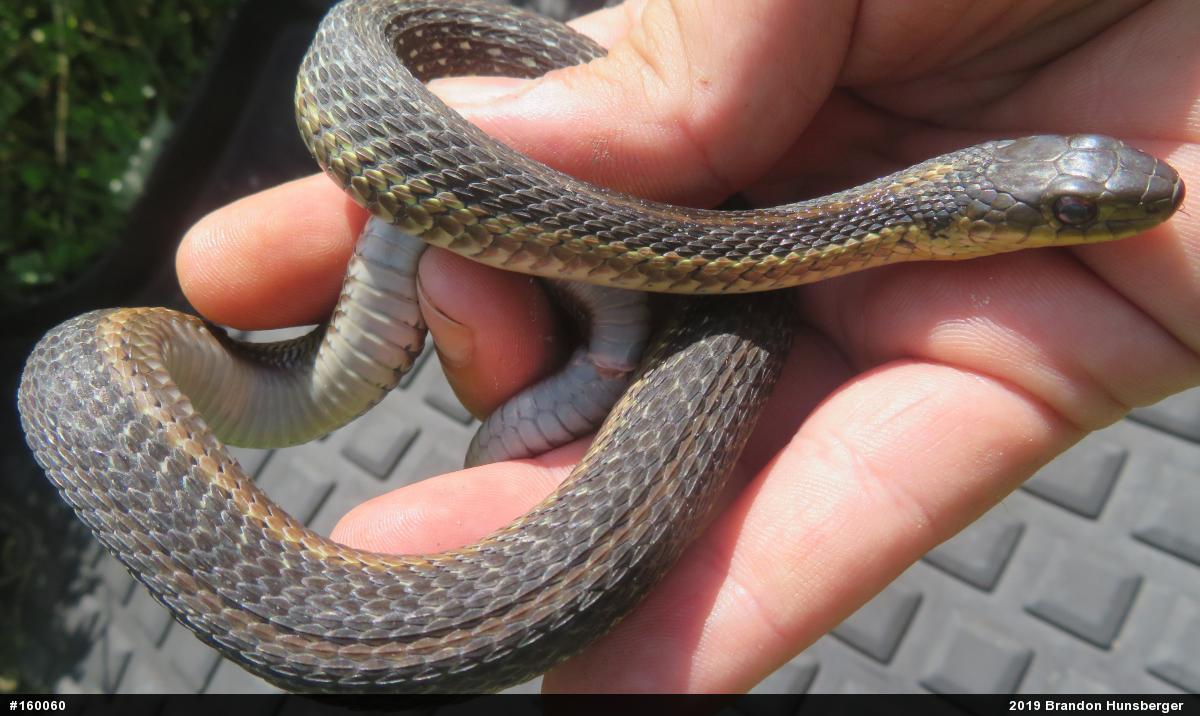 Eastern Gartersnake