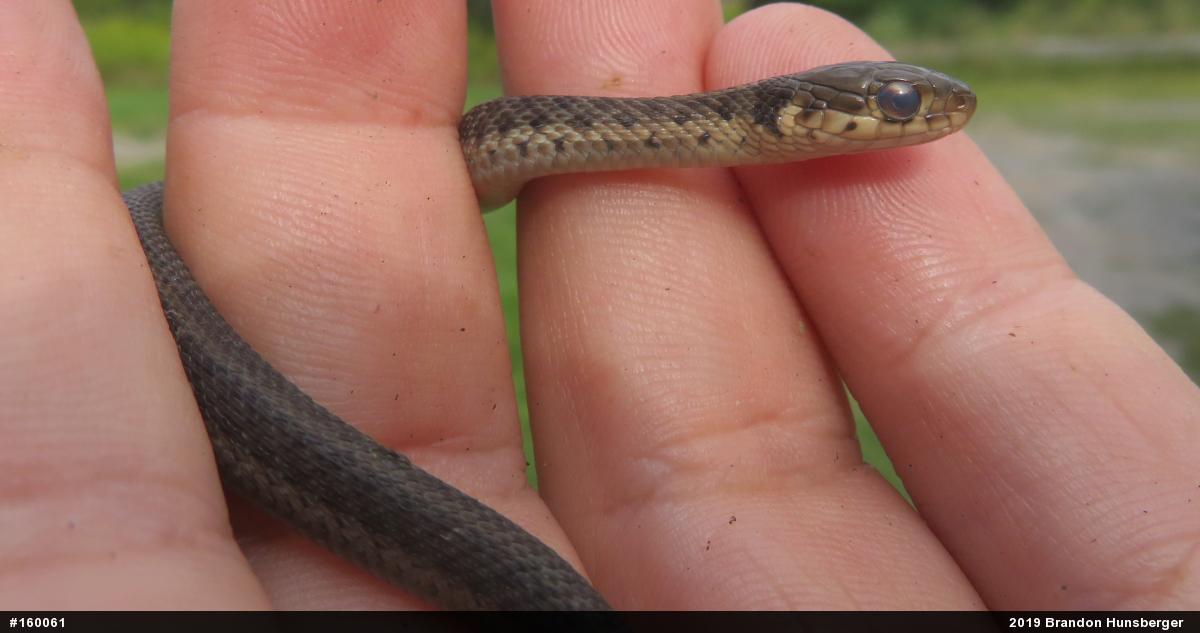 Eastern Gartersnake