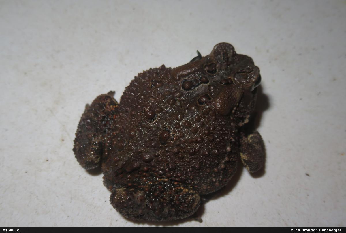 Eastern American Toad