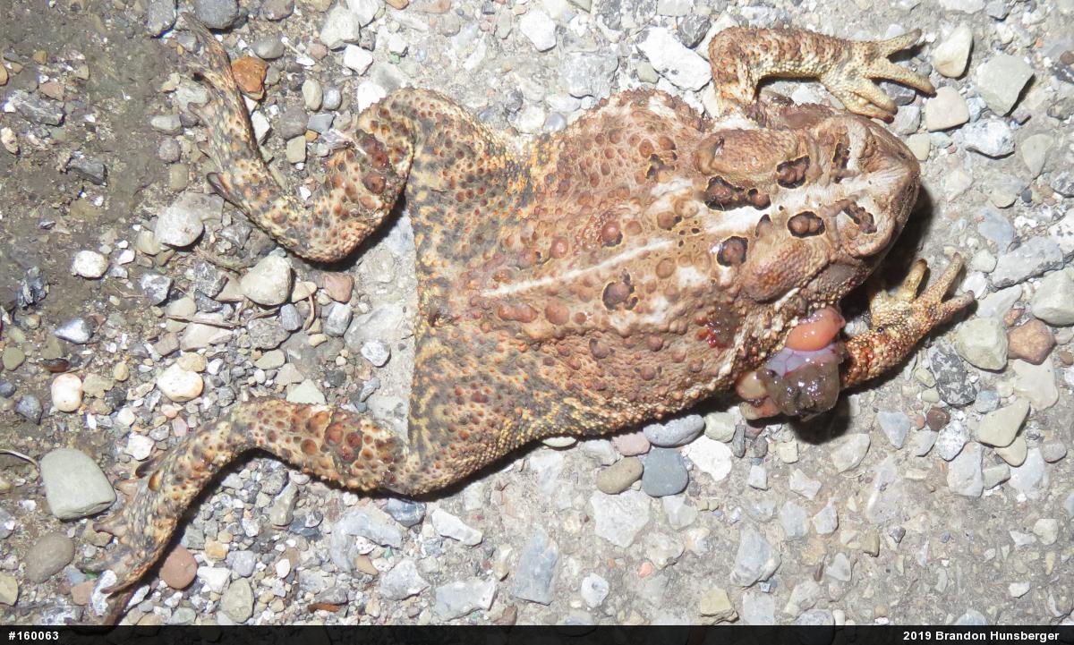 Eastern American Toad