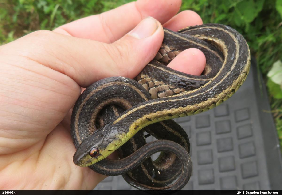 Eastern Gartersnake