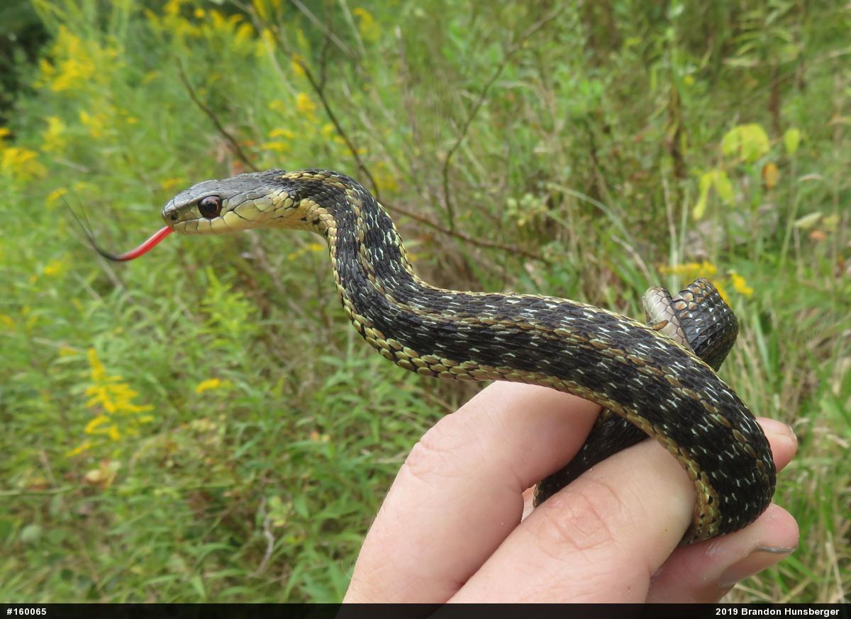 Eastern Gartersnake