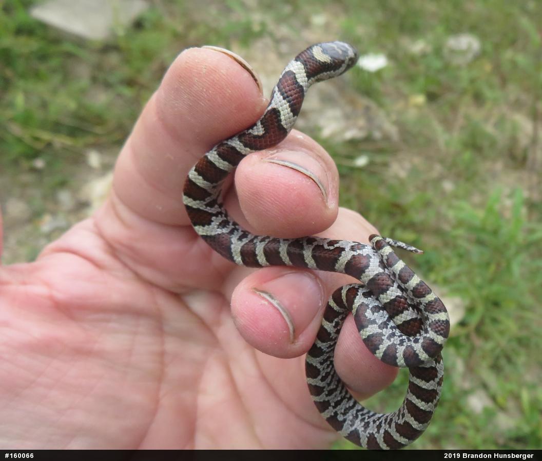 Eastern Milksnake