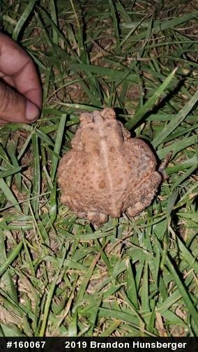 Eastern American Toad