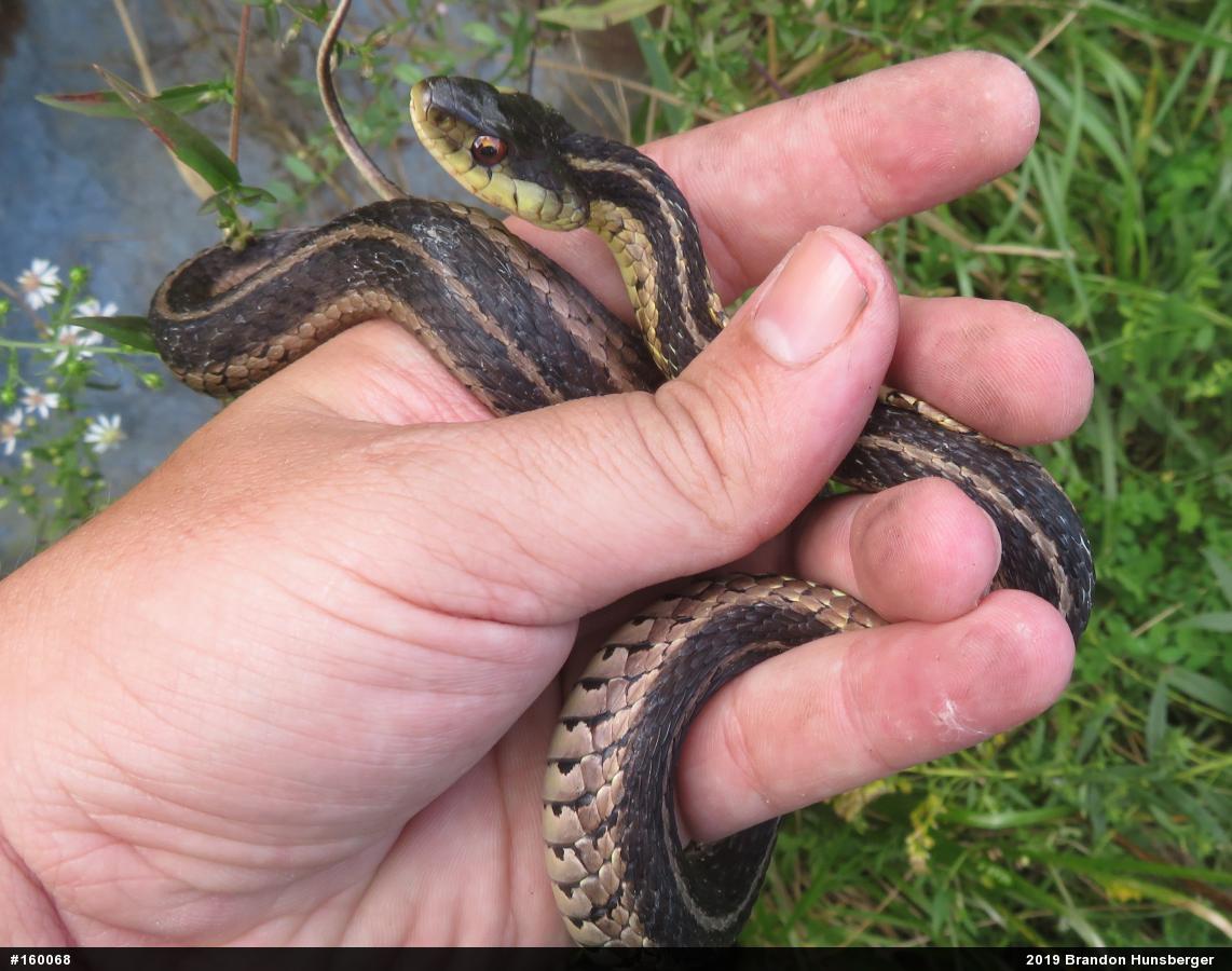 Eastern Gartersnake