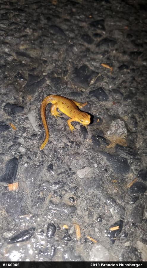Red-spotted Newt