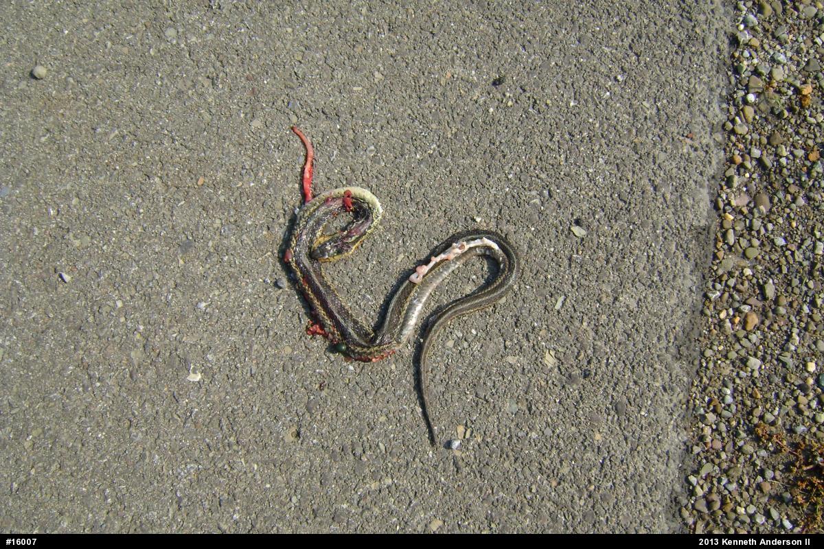 Eastern Gartersnake