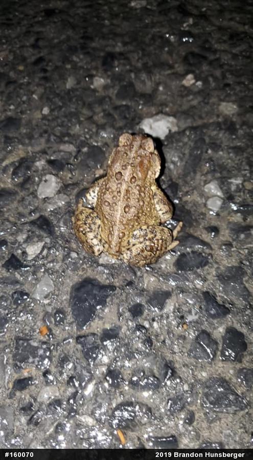 Eastern American Toad