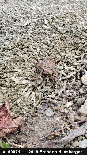 Eastern American Toad